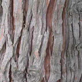 Lawsons False Cypress (Chamaecyparis lawsoniana) Img 2